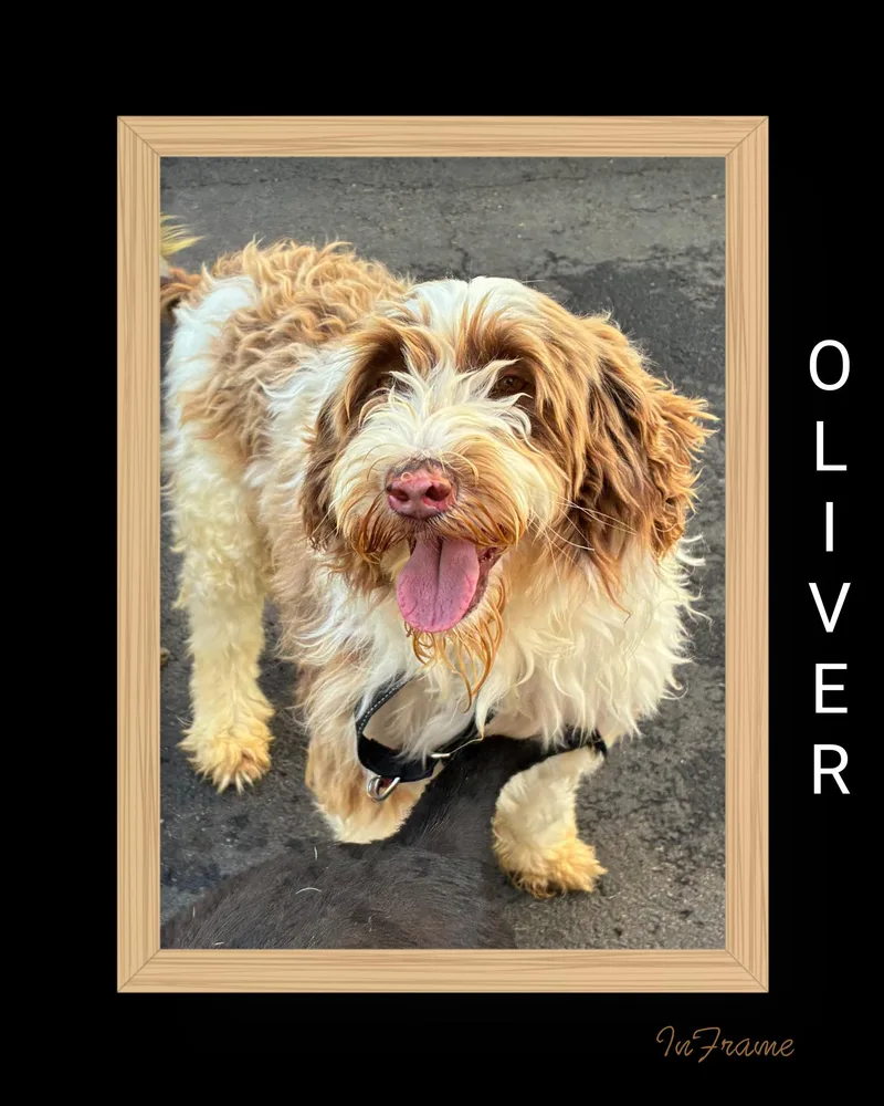 Oscar thumbnail 2