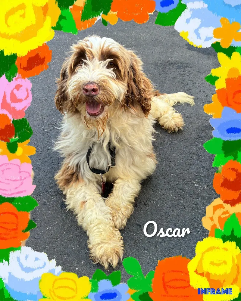 Oscar thumbnail 4