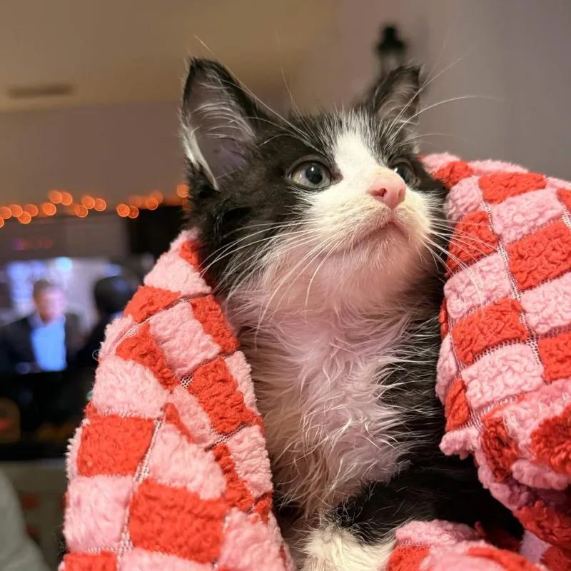 A baby small-sized male Black Domestic Medium Hair cat named Dante's Inferno for adoption in Delaware, OH