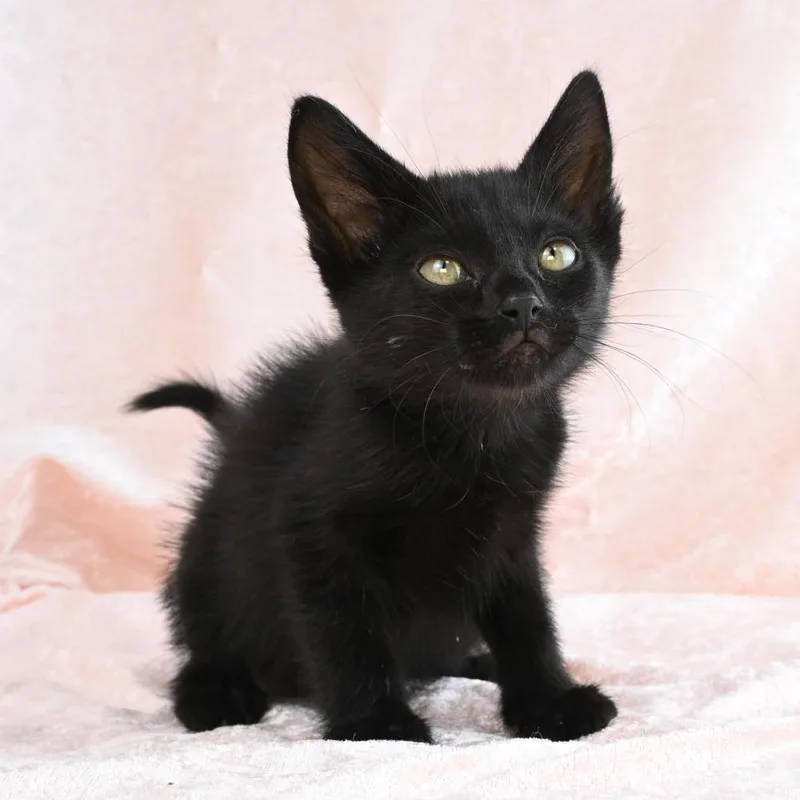 A baby small-sized male Black Domestic Short Hair cat named Peter Rabbit for adoption in Mobile, AL