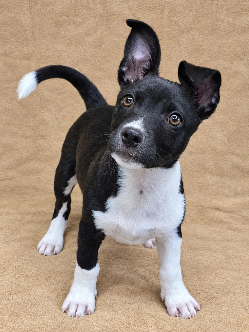 A baby medium-sized male Chihuahua dog named Checkers for adoption in San Pedro, CA
