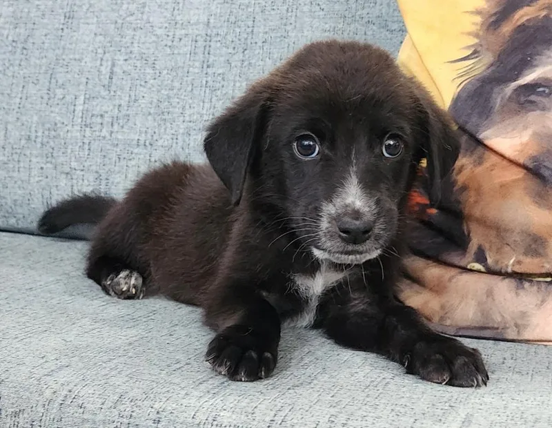 A baby medium-sized male Australian Shepherd dog named Eldrin for adoption in Cottonwood, AZ
