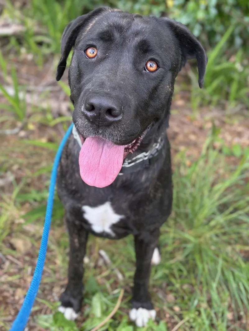 An adult large-sized female Brindle Mastiff dog named Gracie for adoption in Waldport, OR