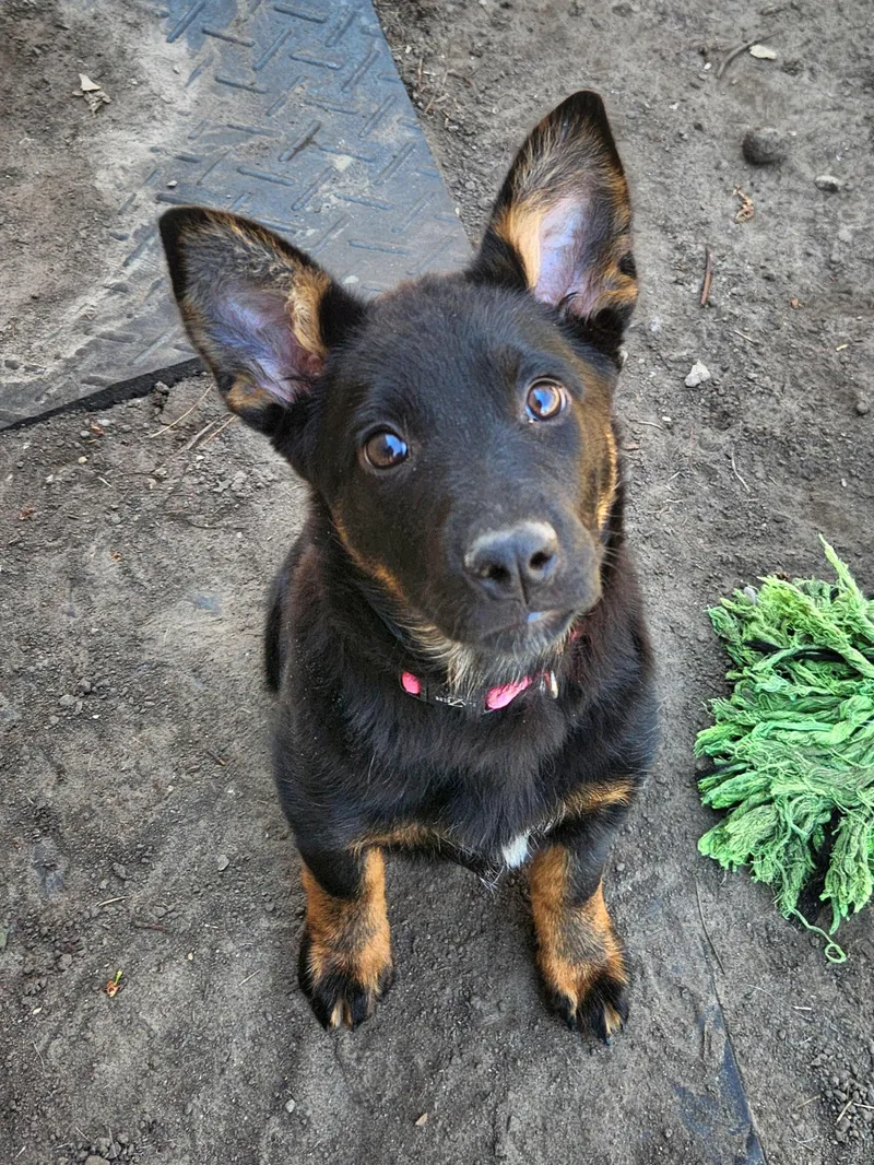 A baby medium-sized female Black German Shepherd Dog dog named Jolie for adoption in Liberty Center, OH