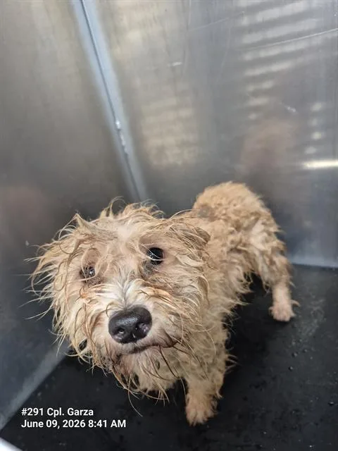 A young medium-sized male Terrier dog named Mink for adoption in San Antonio, TX