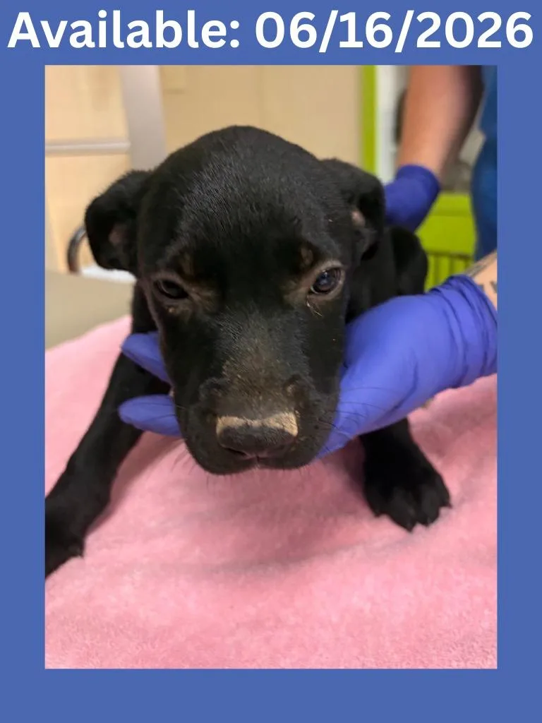 A baby medium-sized male Labrador Retriever dog named Dog Kennel for adoption in Greenville, TX