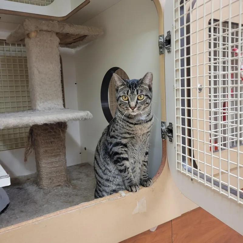 Tikka Masala thumbnail 2