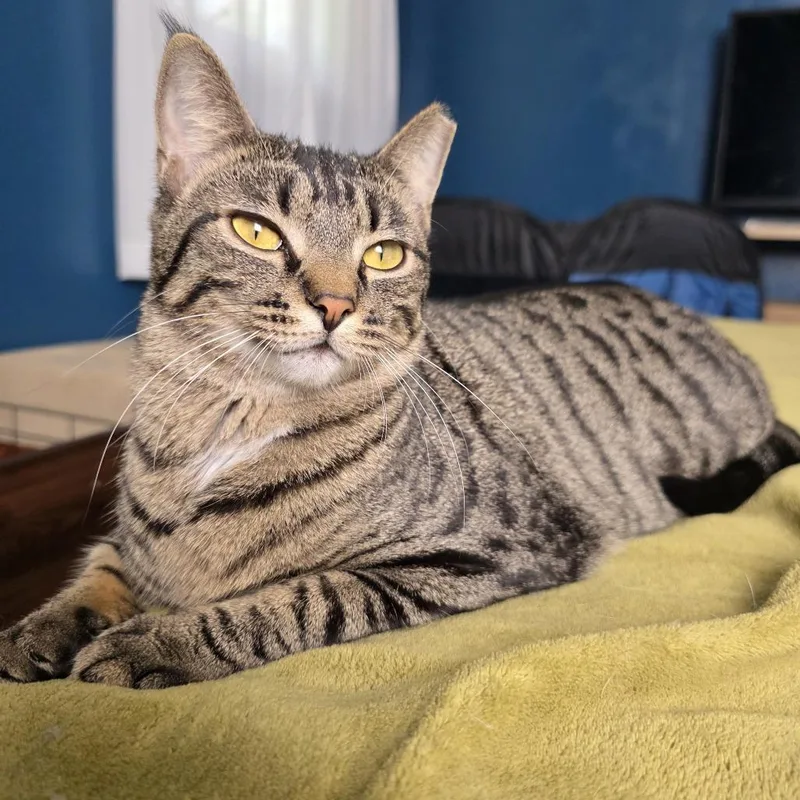 Tikka Masala thumbnail 3