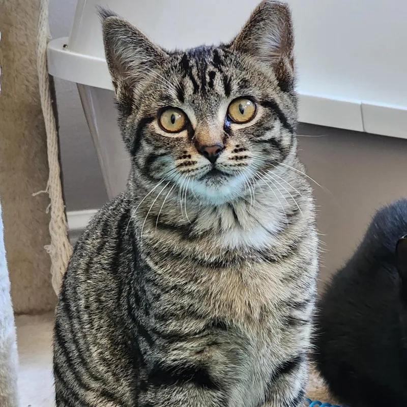 Tikka Masala thumbnail 4