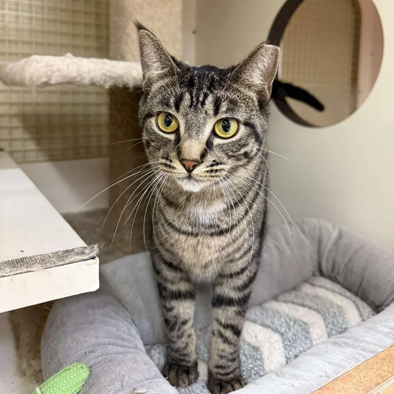 Tikka Masala thumbnail 6