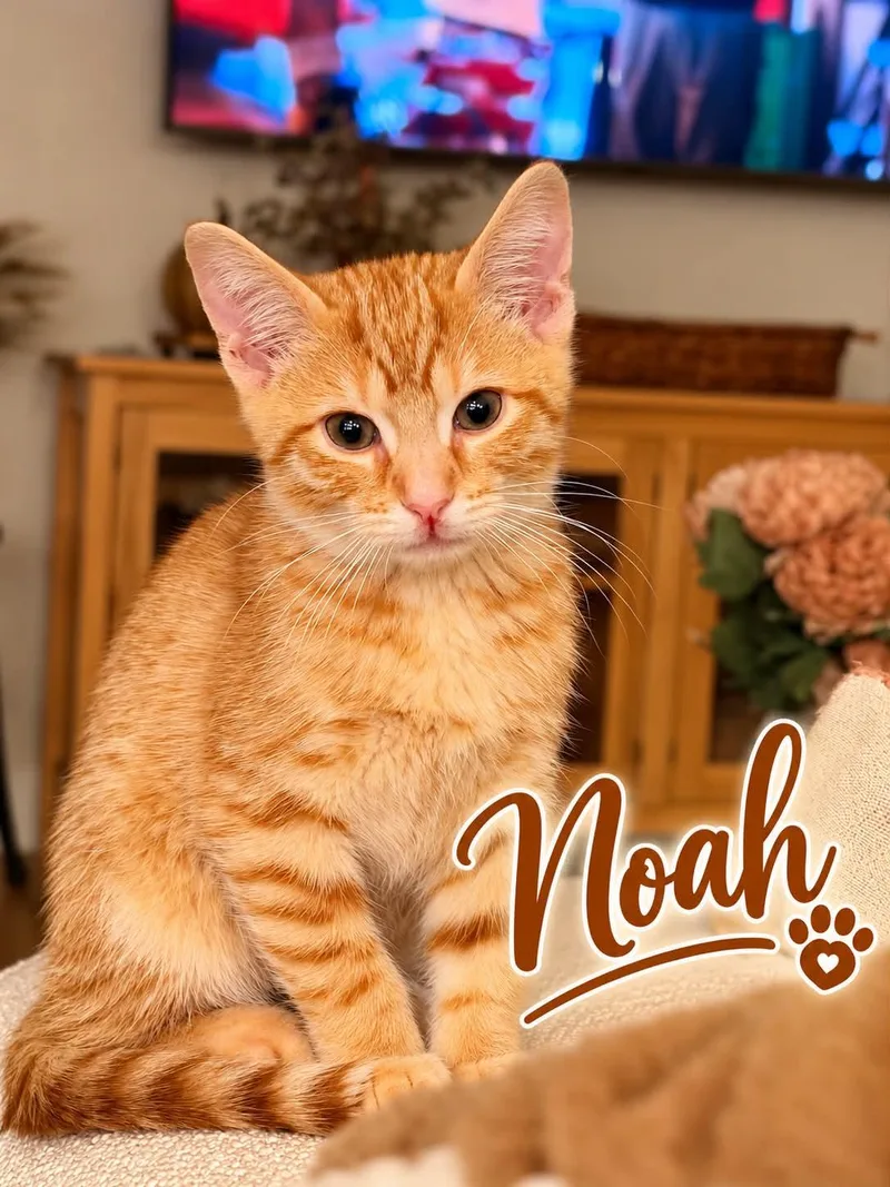 A baby medium-sized male Tabby (Orange / Red) Tabby cat named Noah for adoption in Wyandotte, MI