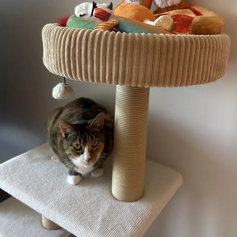 A young medium-sized female Brown / Chocolate Domestic Short Hair cat named Blizzy for adoption in Middle Village, NY