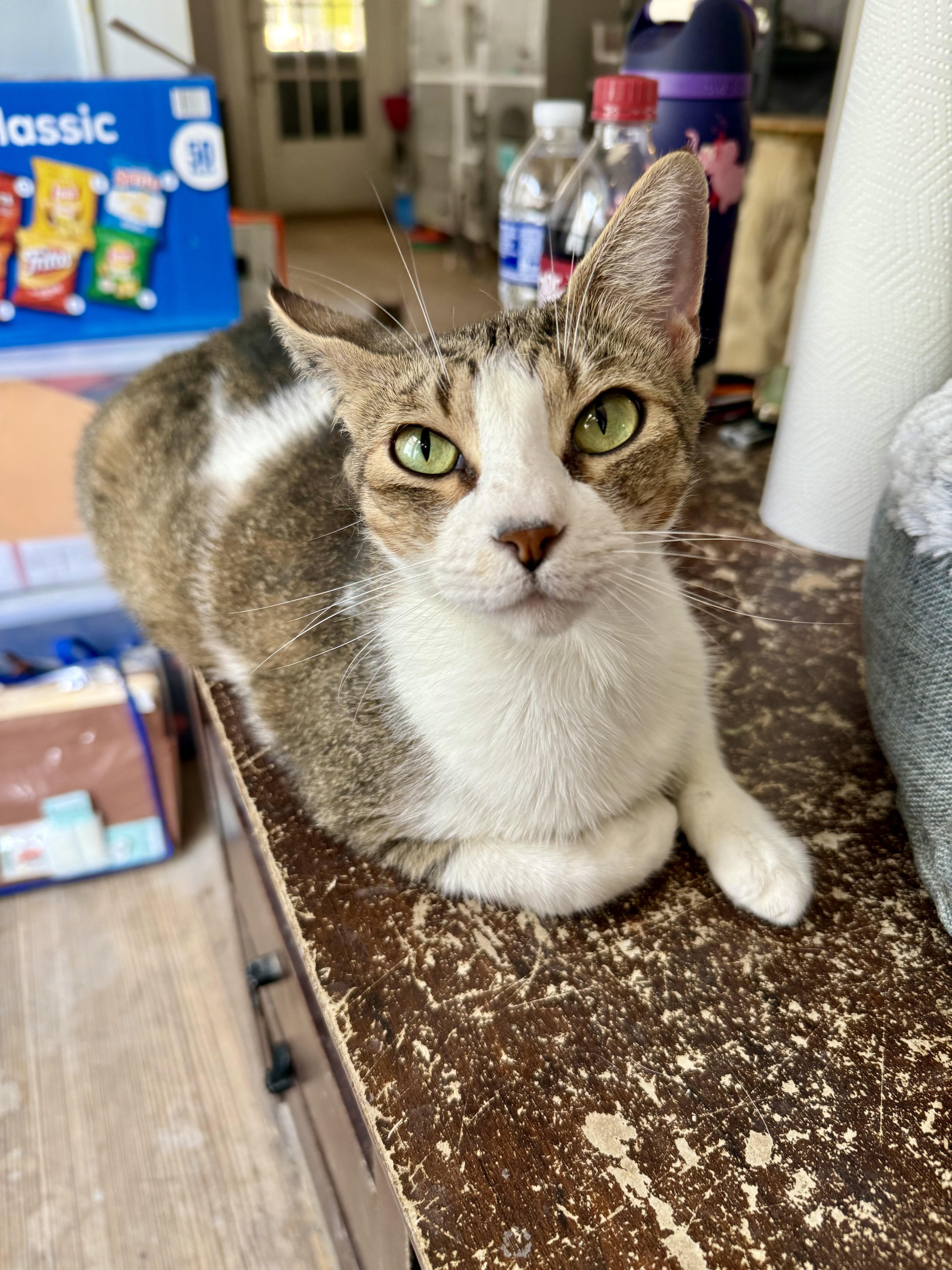 An adult medium-sized female Brown / Chocolate Domestic Short Hair cat named Valentina for adoption in Shreveport, LA