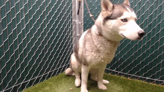 An adult medium-sized female Siberian Husky dog named Tarrah for adoption in Downey, CA