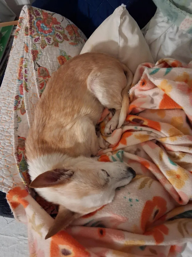 An adult small-sized female Terrier dog named Pinto Bean for adoption in St. Louis, MO