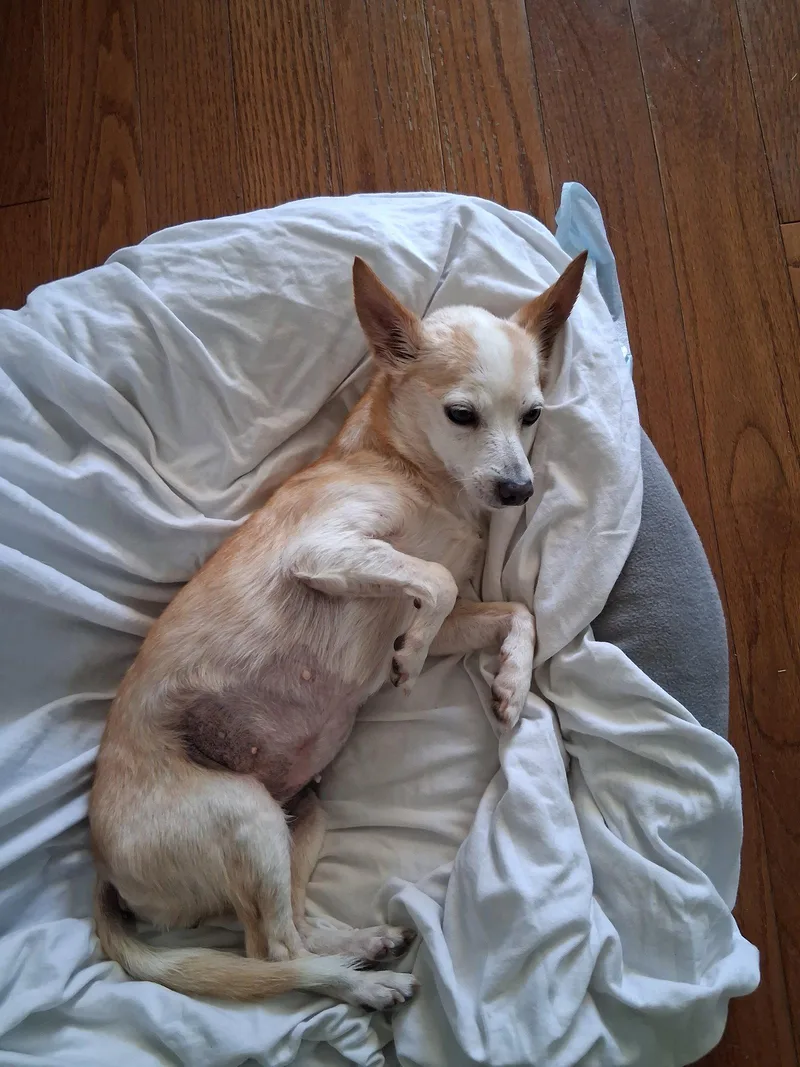 Pinto Bean thumbnail 2