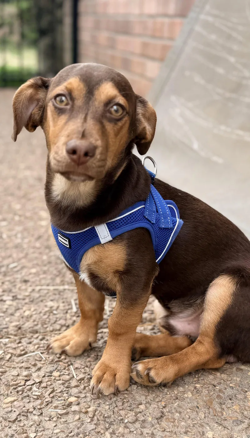 A young small-sized female Dachshund dog named Puppy Sammy Boy for adoption in Franklin, TN