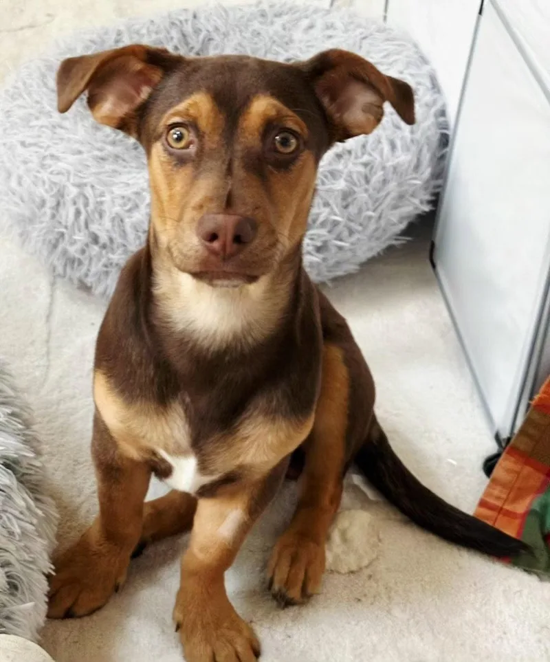 Puppy Sammy Boy thumbnail 3