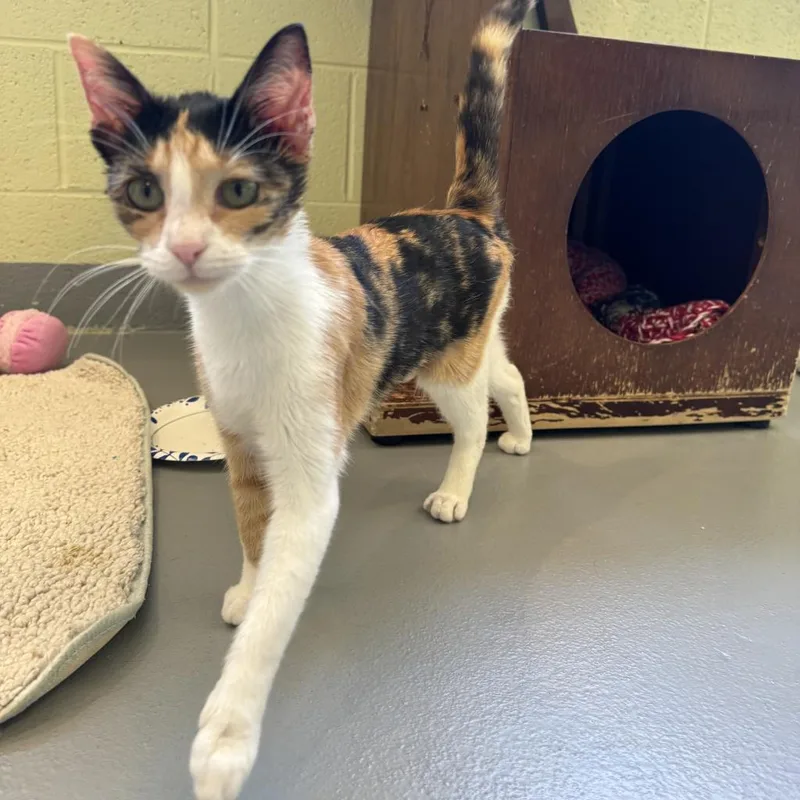 An adult medium-sized female Calico Domestic Short Hair cat named Miso for adoption in Charlottesville, VA