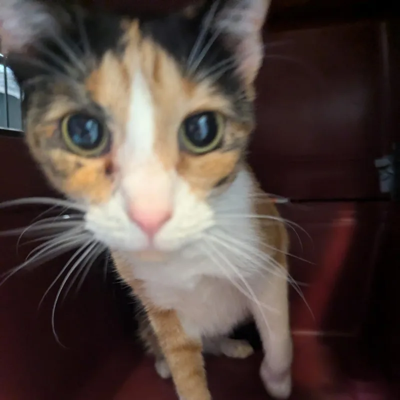 Miso thumbnail 5