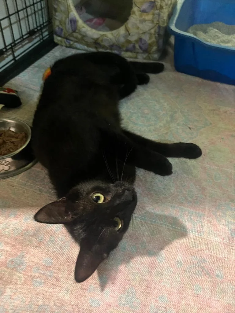 A young small-sized female Domestic Short Hair cat named Winnie for adoption in Kell, IL