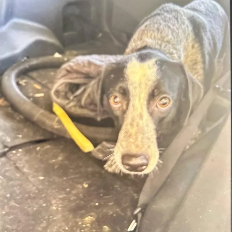 A young medium-sized female Coonhound dog named Jean for adoption in Lufkin, TX