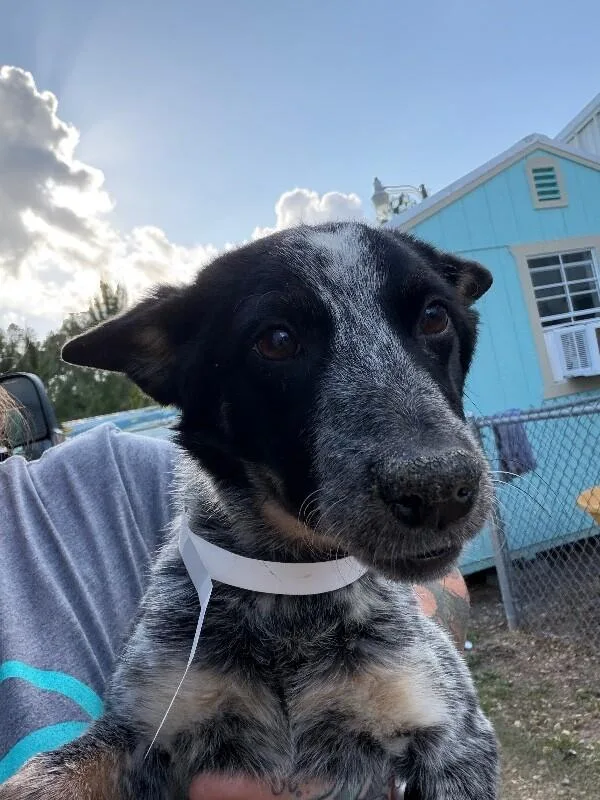 A young medium-sized female Australian Cattle Dog / Blue Heeler dog named Peppercorn for adoption in Zimmerman, MN