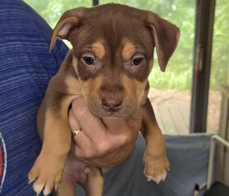A baby medium-sized male Bicolor Mixed Breed dog named S'mores for adoption in Gainesville, FL