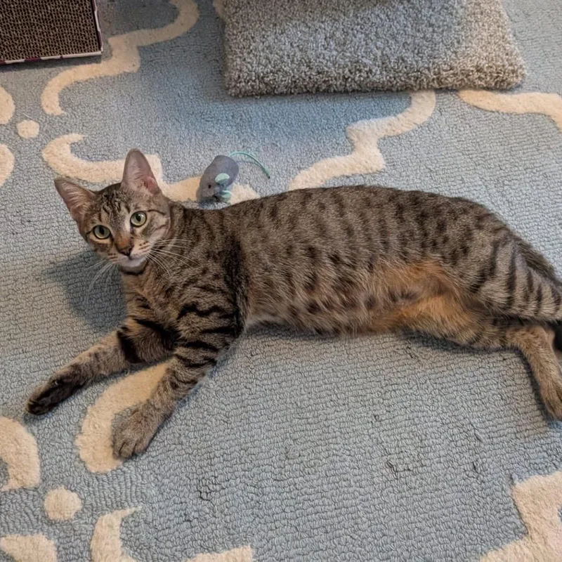 Georgia O'keeffe thumbnail 5