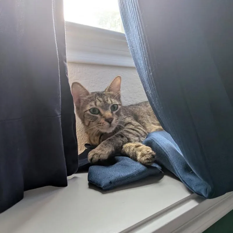 Georgia O'keeffe thumbnail 6