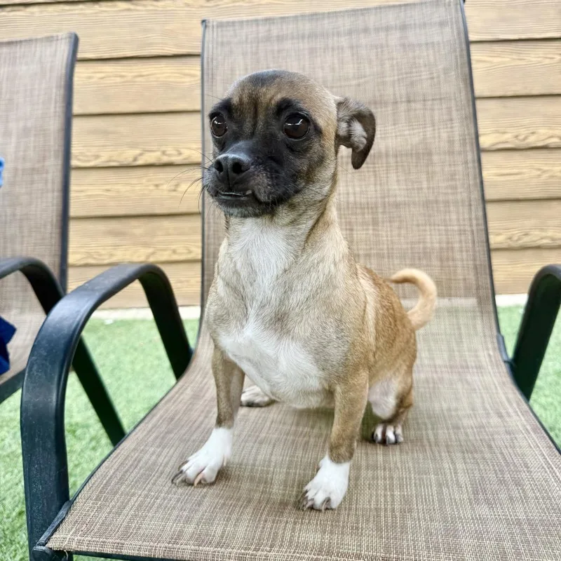 An adult small-sized female Yellow / Tan / Blond / Fawn Chihuahua dog named Penny for adoption in Agoura Hills, CA