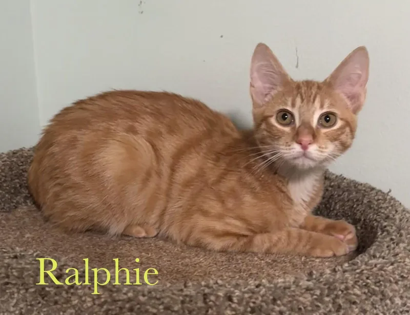 A young medium-sized male Orange / Red Domestic Short Hair cat named Ralphie for adoption in Longwood, FL