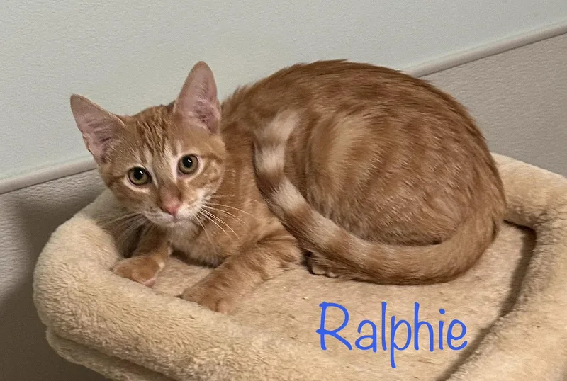 Ralphie thumbnail 2