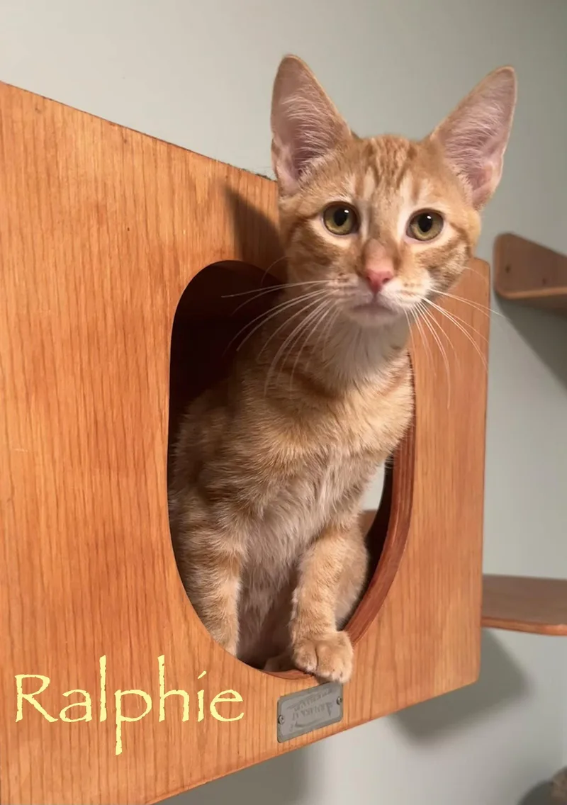 Ralphie thumbnail 3