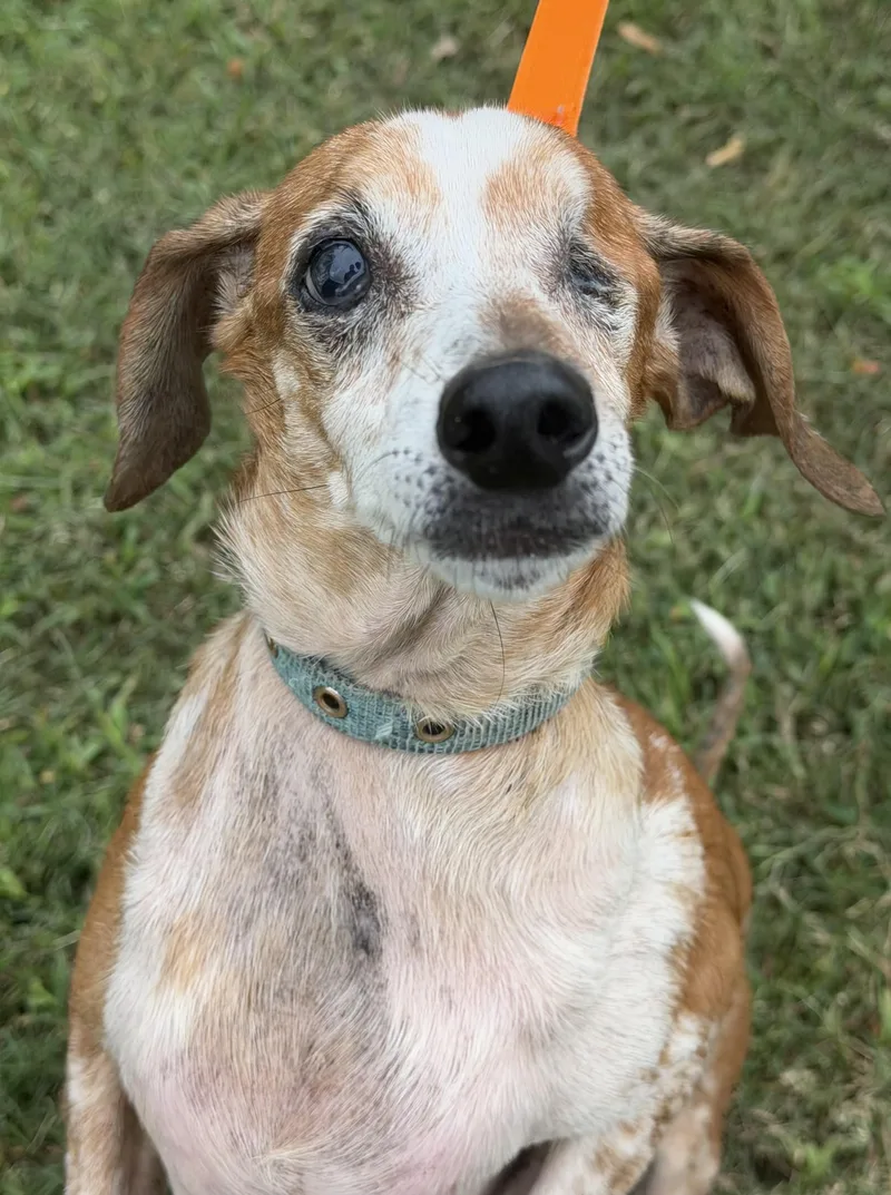 A senior small-sized male Dachshund dog named Willie for adoption in Gloucester, VA