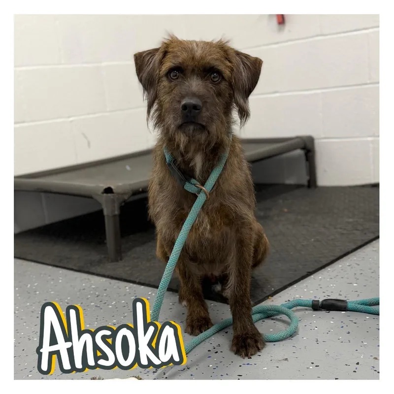 Ahsoka
