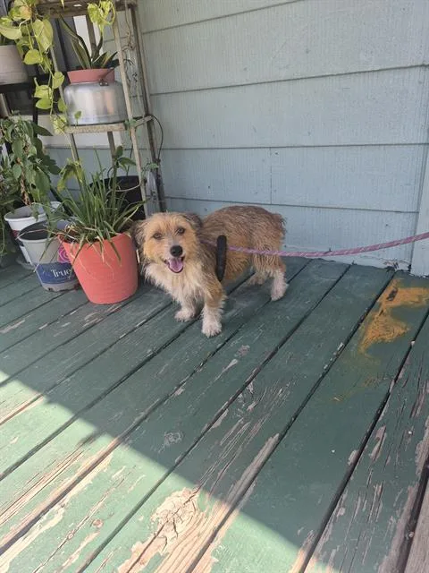 An adult small-sized female Terrier dog named Stella for adoption in San Antonio, TX