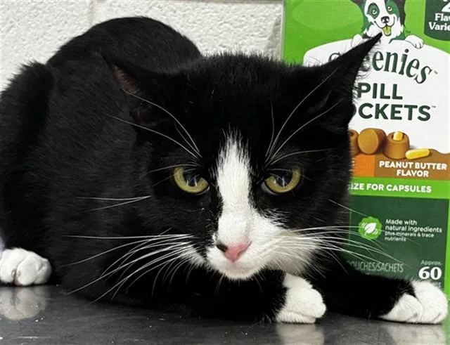 A young medium-sized female Domestic Short Hair cat named Kiki for adoption in Upper Marlboro, MD