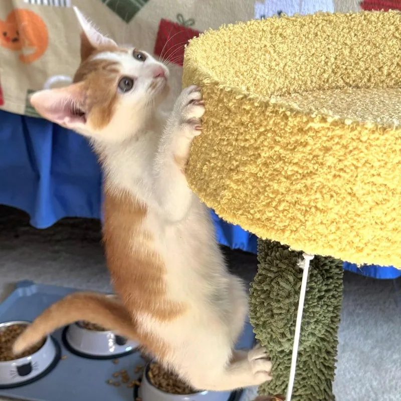 A baby small-sized female Orange / Red Domestic Short Hair cat named Clementine for adoption in Brownsboro, AL