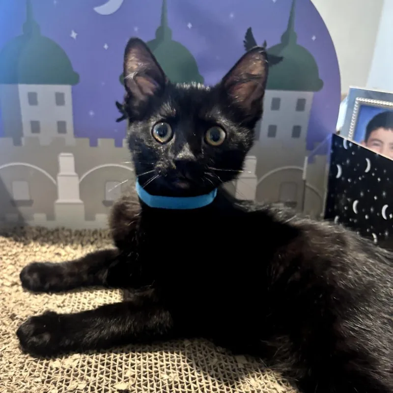 A baby small-sized male Black Domestic Short Hair cat named Marble for adoption in Long Beach, CA