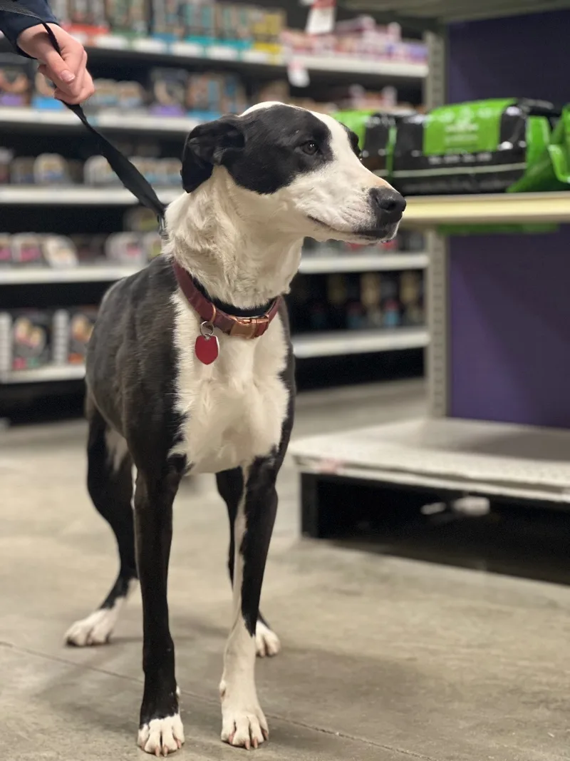 An adult large-sized female Black Border Collie dog named Kya for adoption in Zimmerman, MN