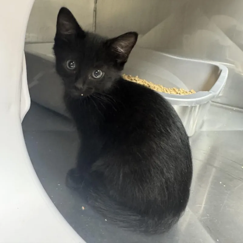 A baby small-sized male Black Domestic Short Hair cat named Bailey for adoption in Blue Ridge, GA