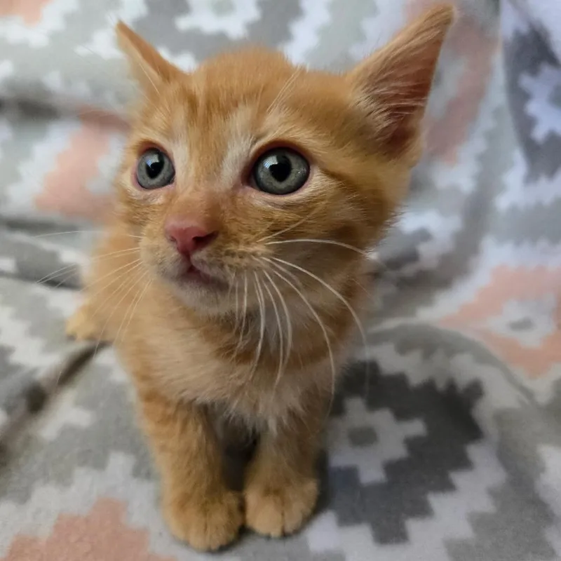 A baby small-sized male Orange / Red American Shorthair cat named Rolo for adoption in Calimesa, CA