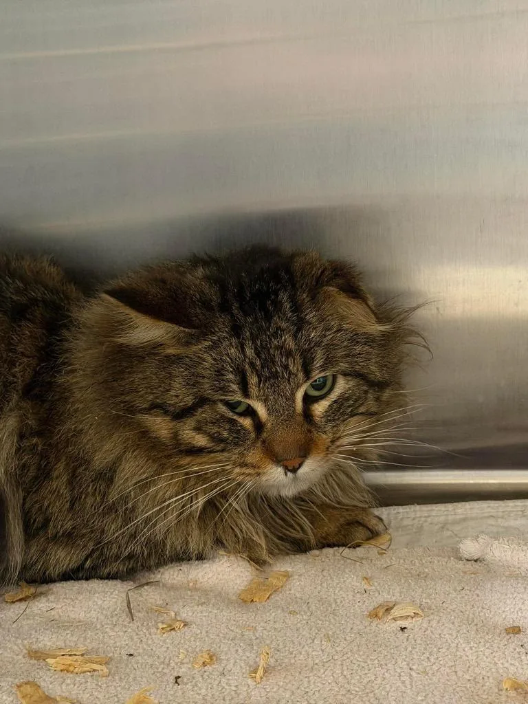 A young medium-sized male Domestic Long Hair cat named Hairy for adoption in Ashland, WI