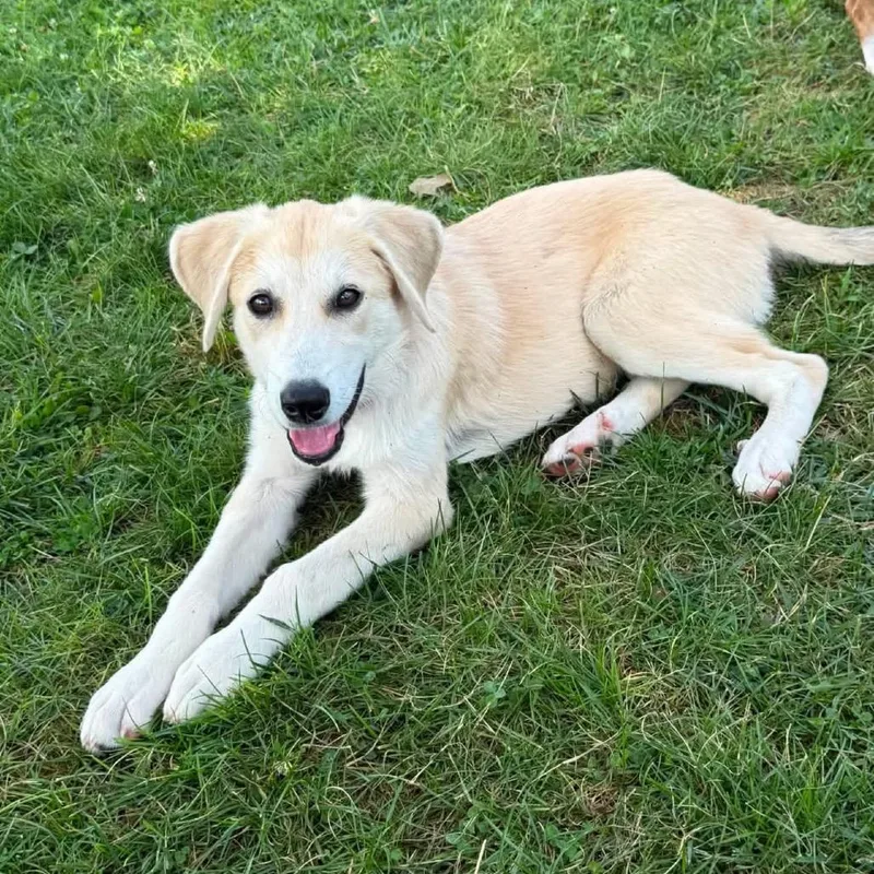Nala