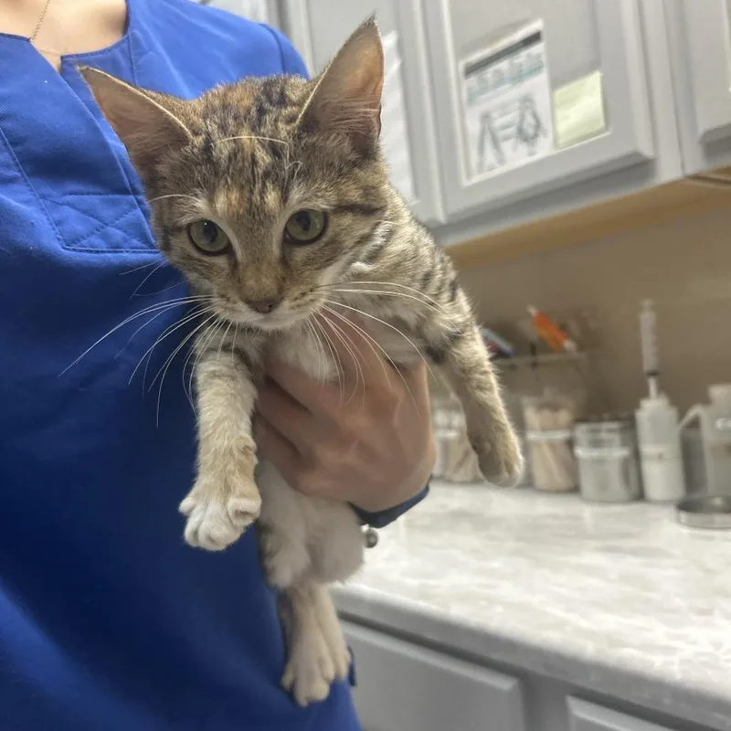 A baby small-sized female Torbie Domestic Short Hair cat named Sophie for adoption in Lewisburg, WV