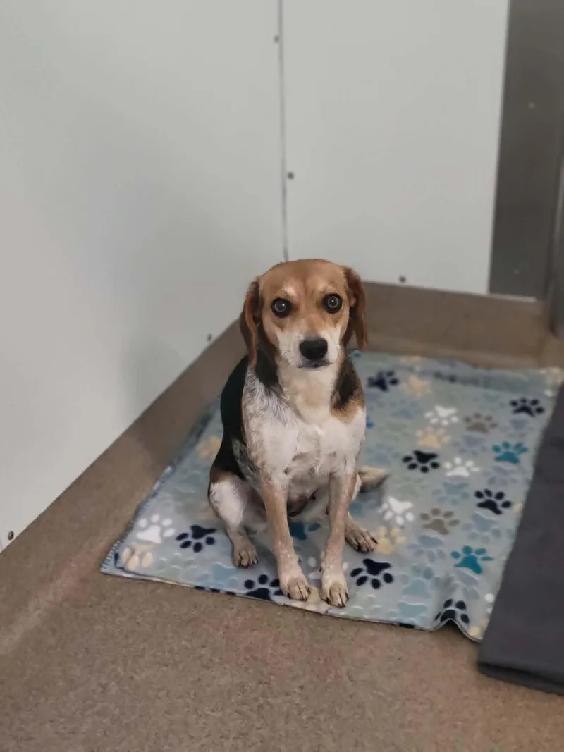 An adult small-sized female Tricolor (Brown, Black, & White) Beagle dog named Marlena for adoption in Chambersburg, PA