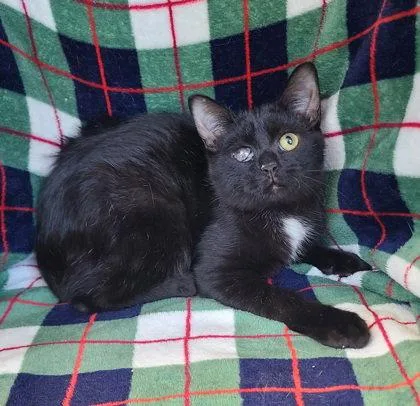 A young medium-sized male Black Domestic Short Hair cat named 7118 (Georgie) for adoption in Lake City, MI