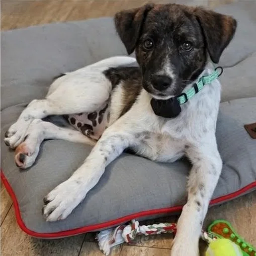 A baby medium-sized male Brindle Mixed Breed dog named Theo for adoption in Baldwin, MD