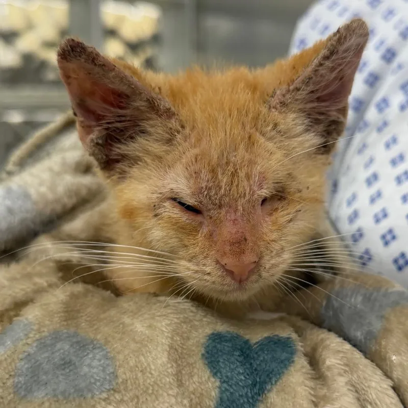 A baby small-sized female Orange / Red Domestic Short Hair cat named Makima for adoption in West Palm Beach, FL
